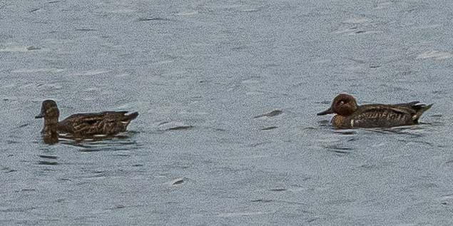 Green-winged Teal - ML183535151