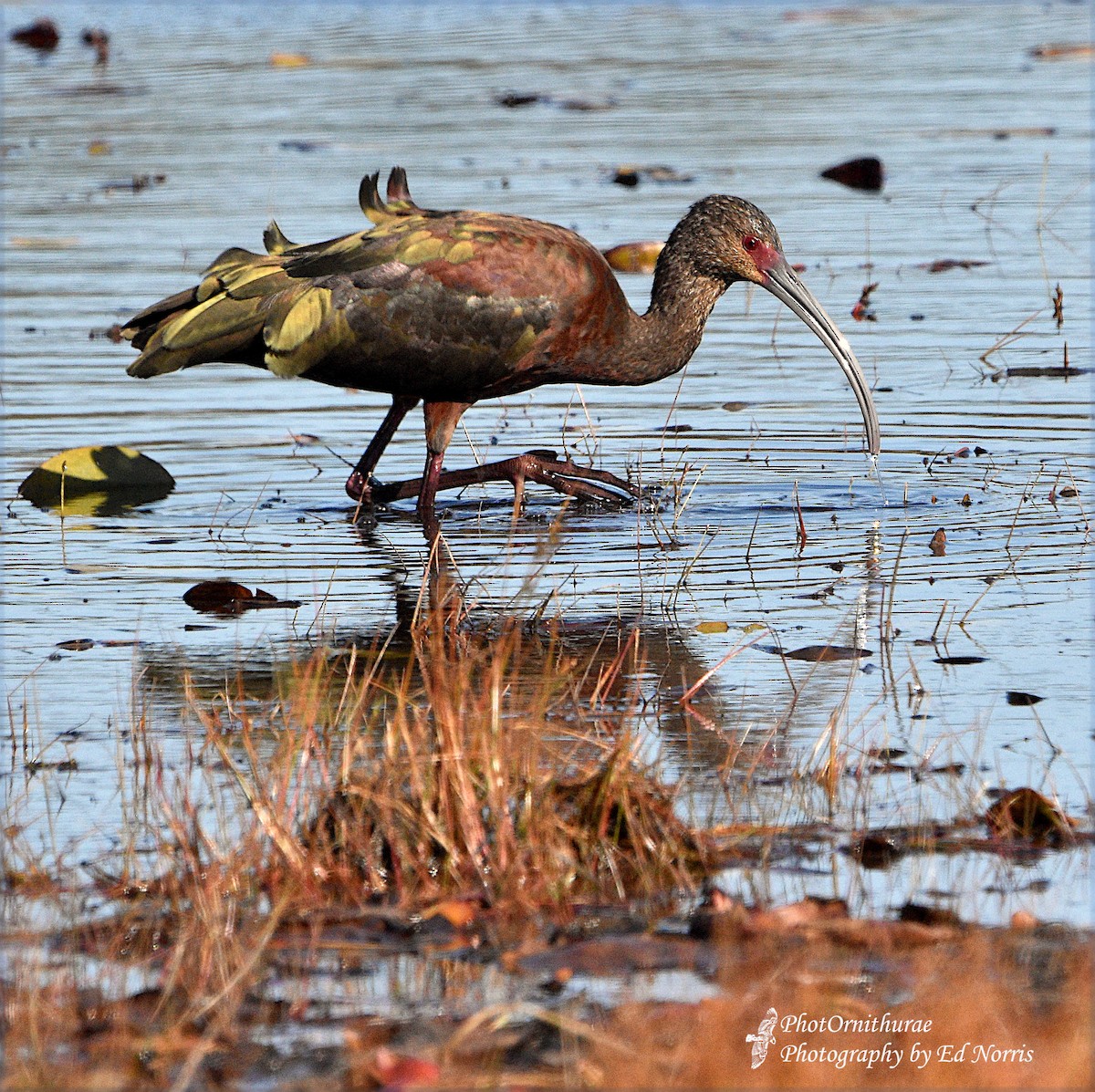 Ibis à face blanche - ML183535661