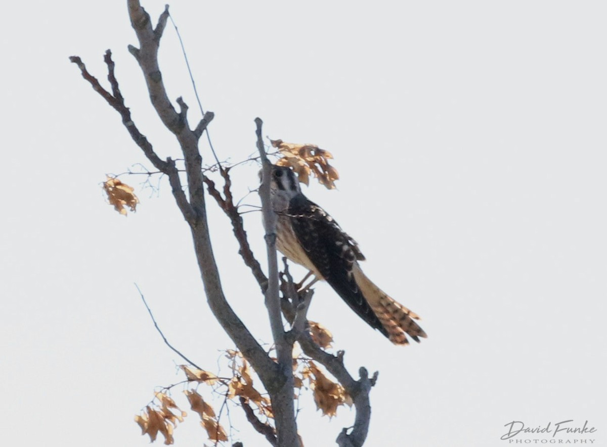 American Kestrel - David Funke