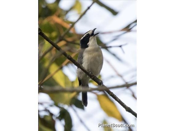 Gray-green Bushshrike - ML183537991