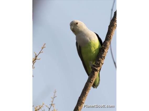 Gray-headed Lovebird - ML183539011