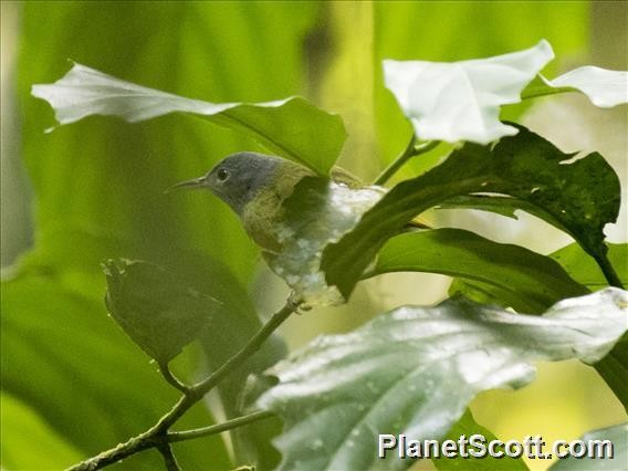 Gray-headed Sunbird - Scott Bowers