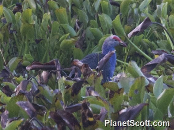 Gray-headed Swamphen - Scott Bowers