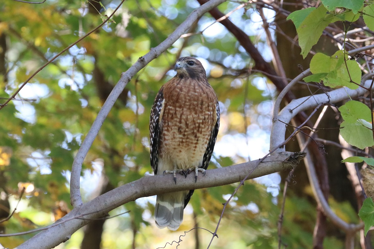 Red-shouldered Hawk - ML183539921