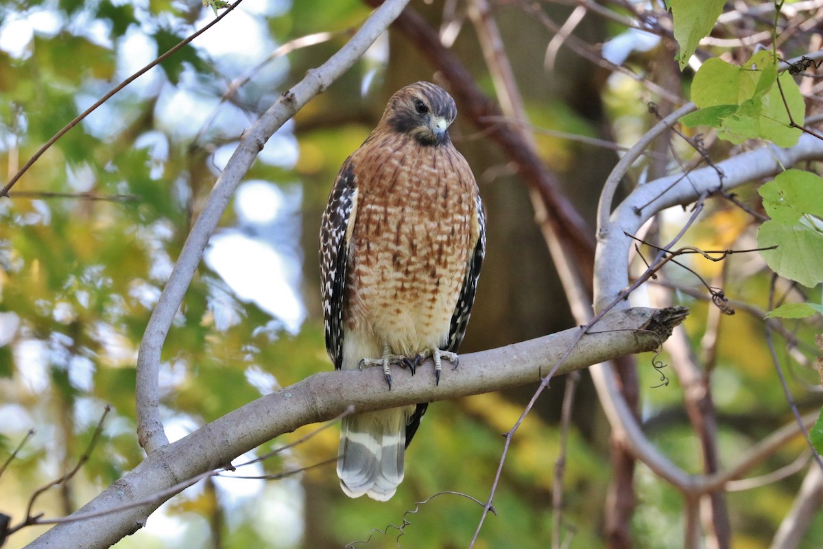Red-shouldered Hawk - ML183539941