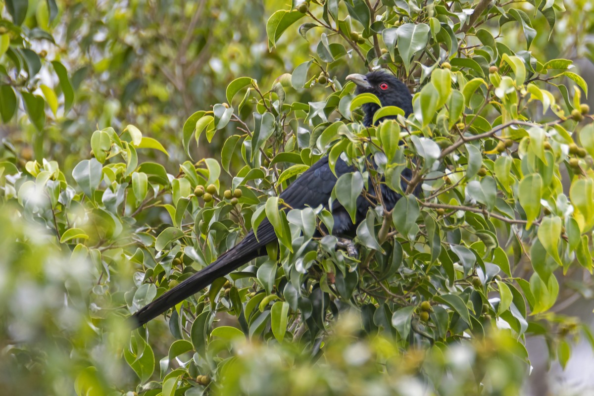 Pacific Koel - ML183540361