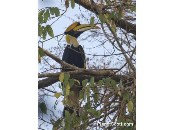 Great Hornbill - ML183541151