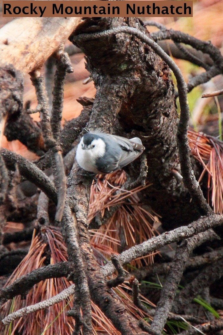 White-breasted Nuthatch (Interior West) - Butch Carter