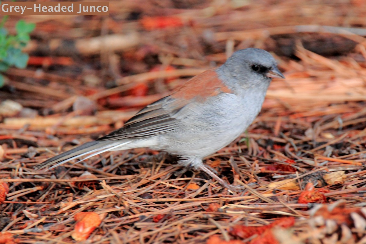 Junco Ojioscuro (dorsalis) - ML183541901