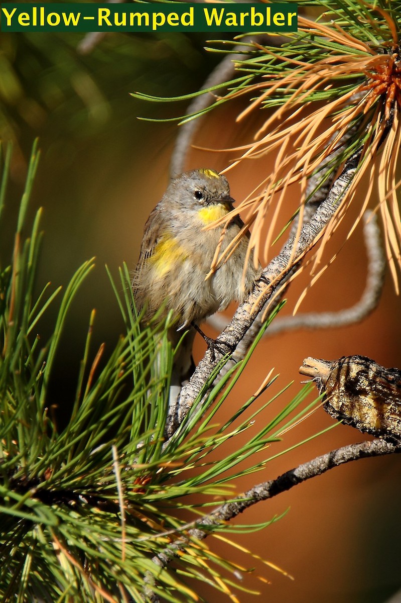 Yellow-rumped Warbler (Audubon's) - Butch Carter