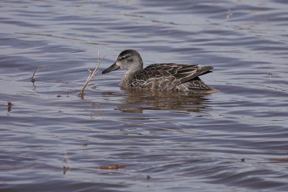 Blue-winged Teal - ML183542451