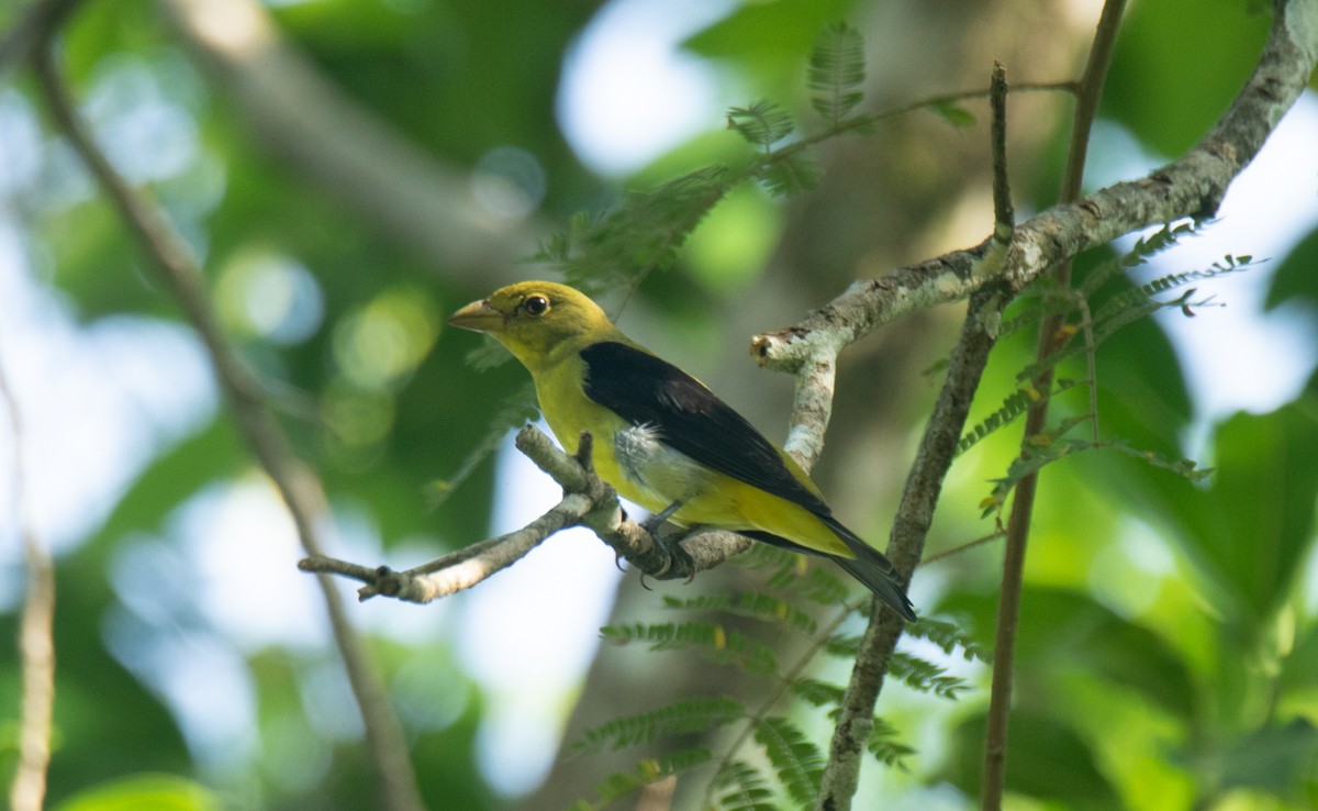 Scarlet Tanager - ML183545211