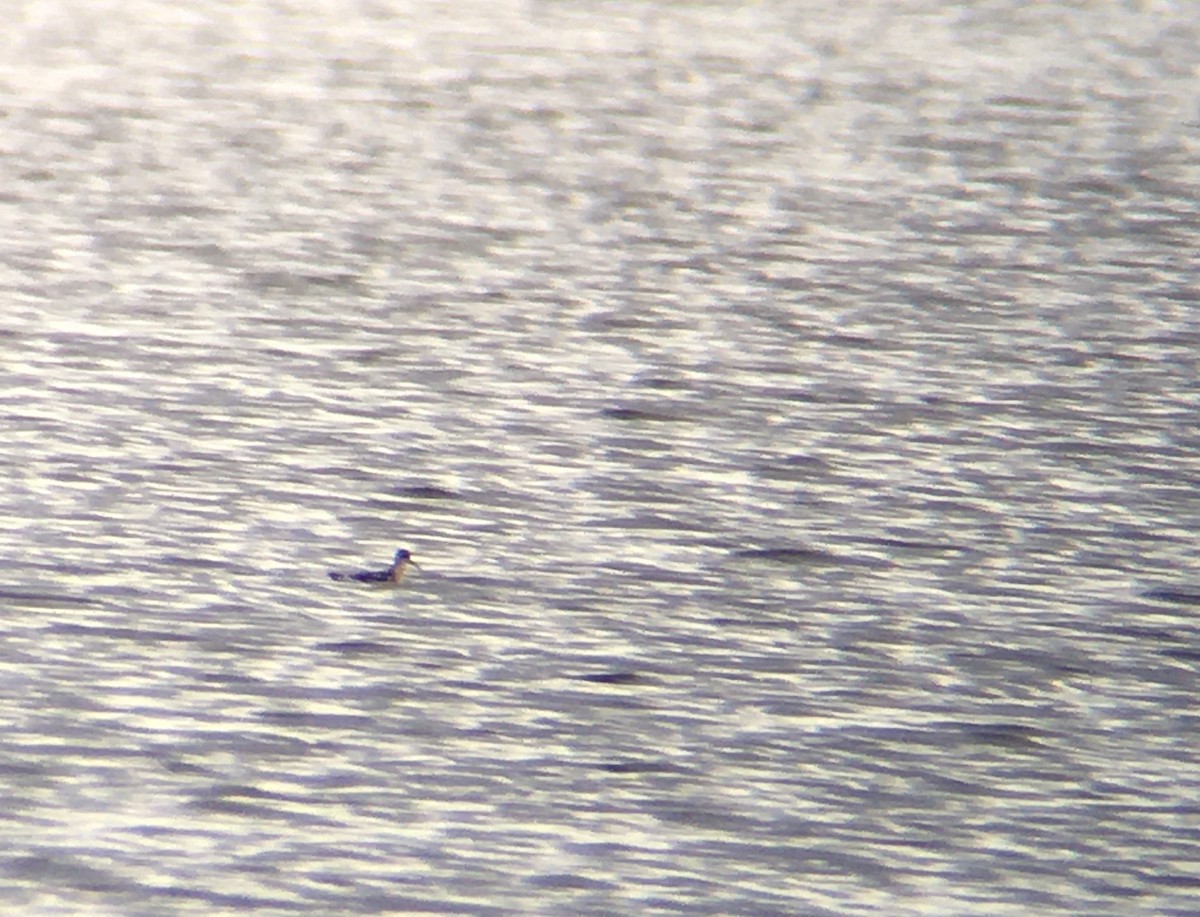 Red-necked Phalarope - ML183546751