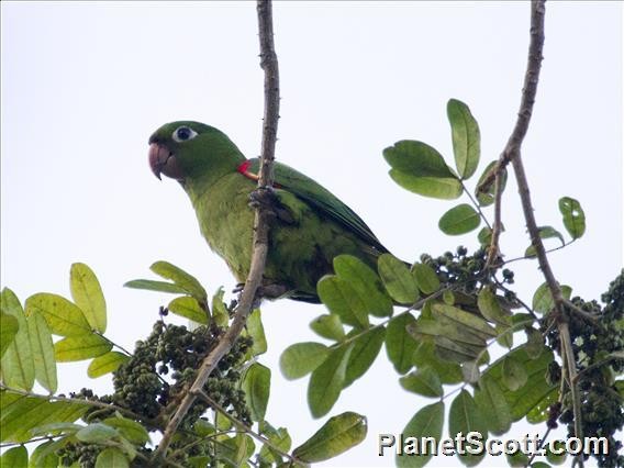 Hispaniolan Parakeet - Scott Bowers