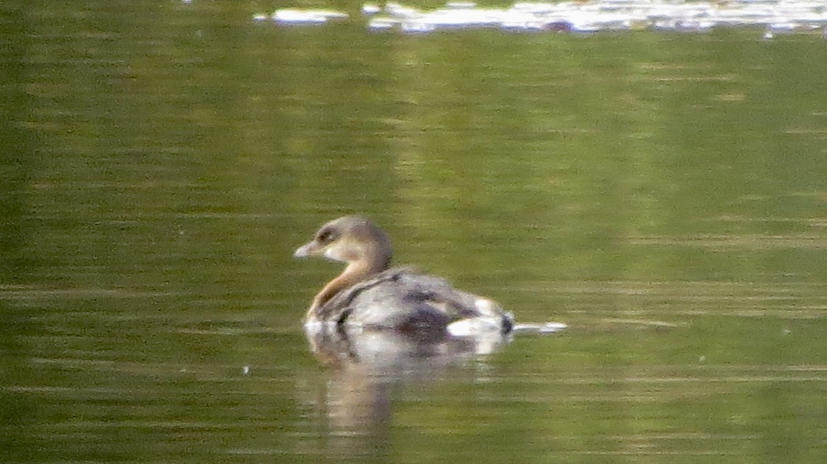 Pied-billed Grebe - ML183548461