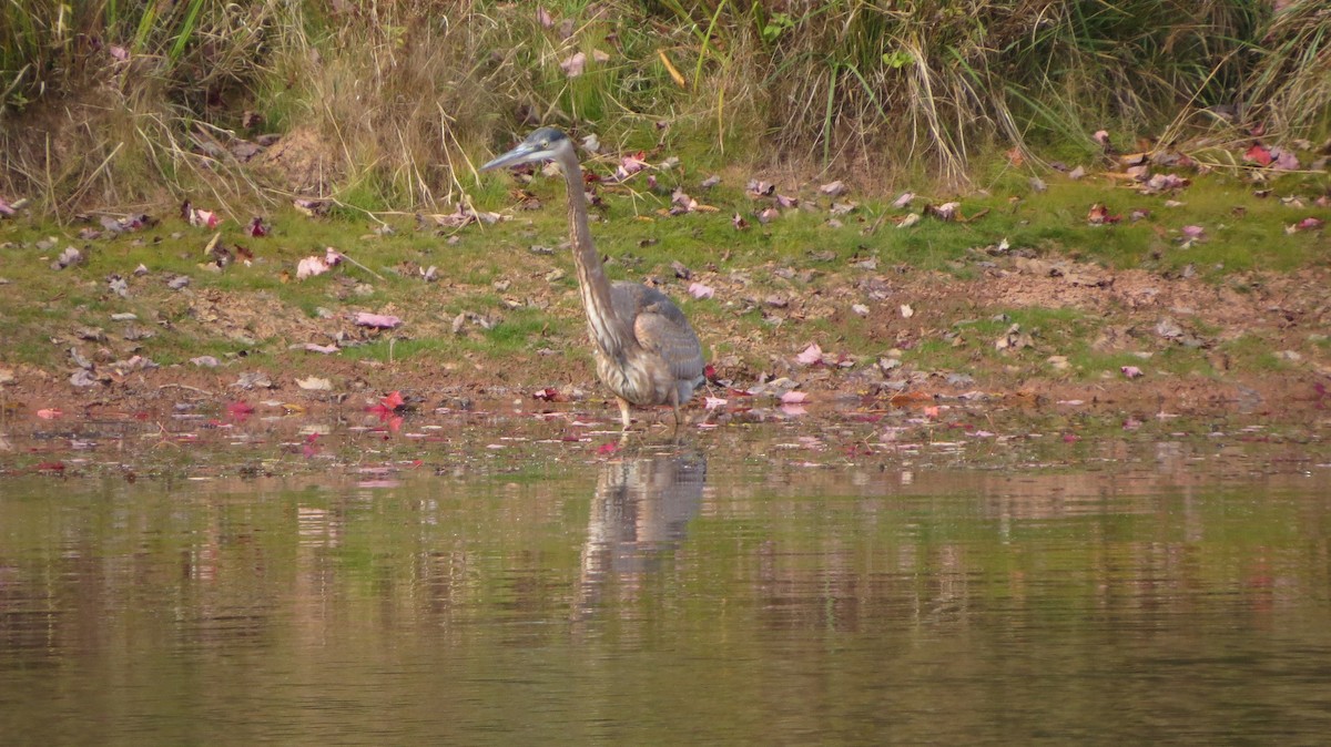 Great Blue Heron - ML183548501