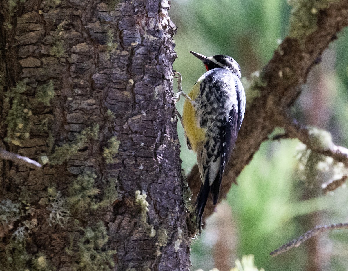 Williamson's Sapsucker - Marty Herde