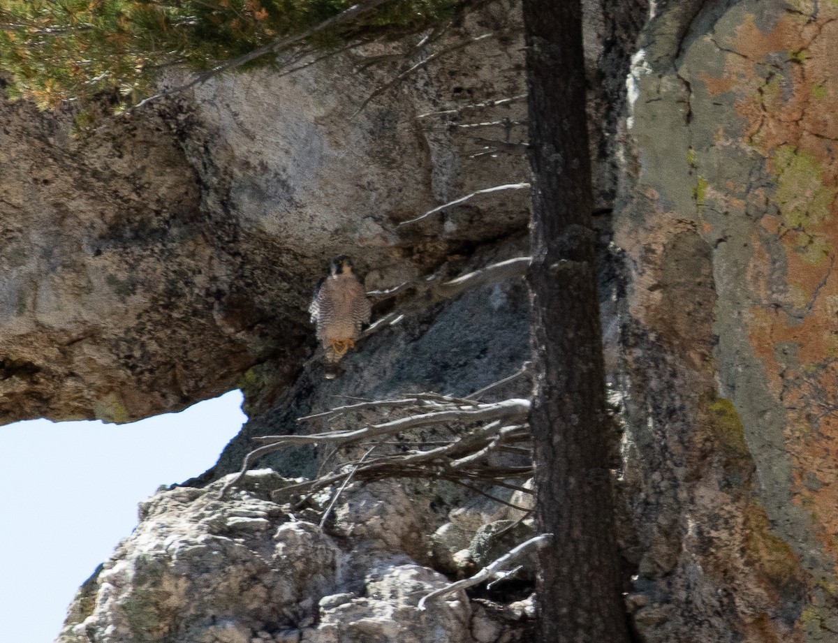 Halcón Peregrino - ML183551181