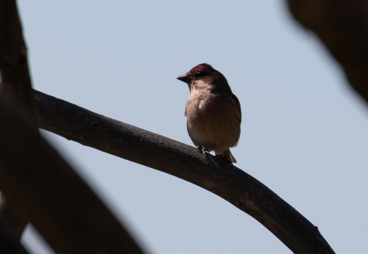 Cassin's Finch - Marty Herde