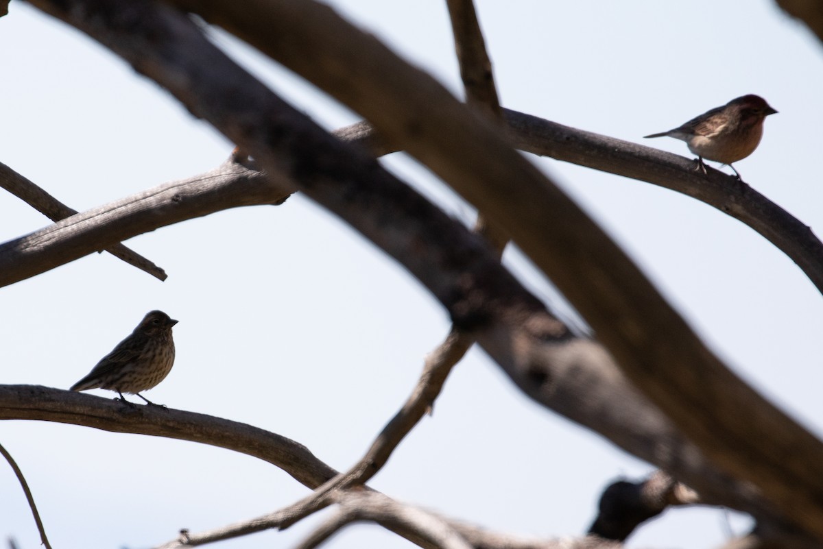 Cassin's Finch - Marty Herde