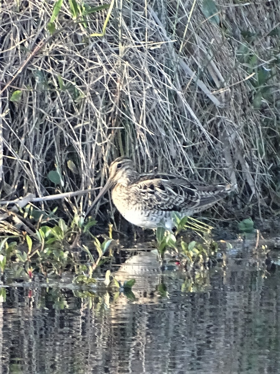 Latham's Snipe - ML183551571