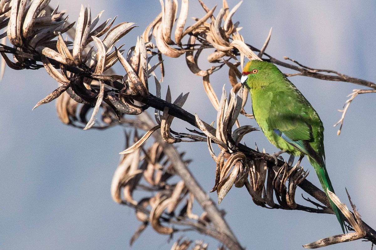 キガシラアオハシインコ - ML183552131