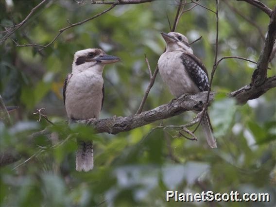 Laughing Kookaburra - ML183552351