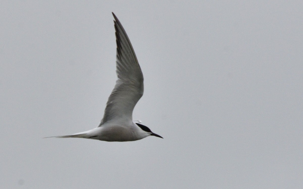Common Tern (longipennis) - ML183553251