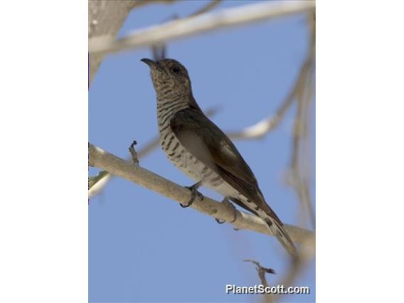 Little Bronze-Cuckoo - ML183554811