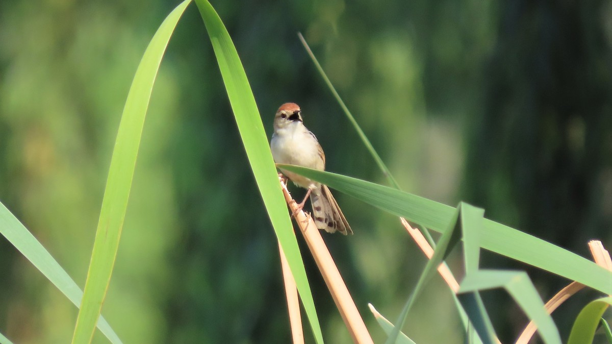 Levaillant's Cisticola - ML183556641