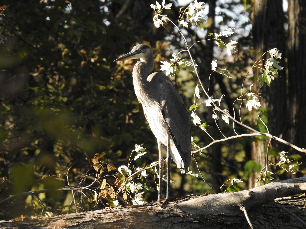 Great Blue Heron - ML183559401
