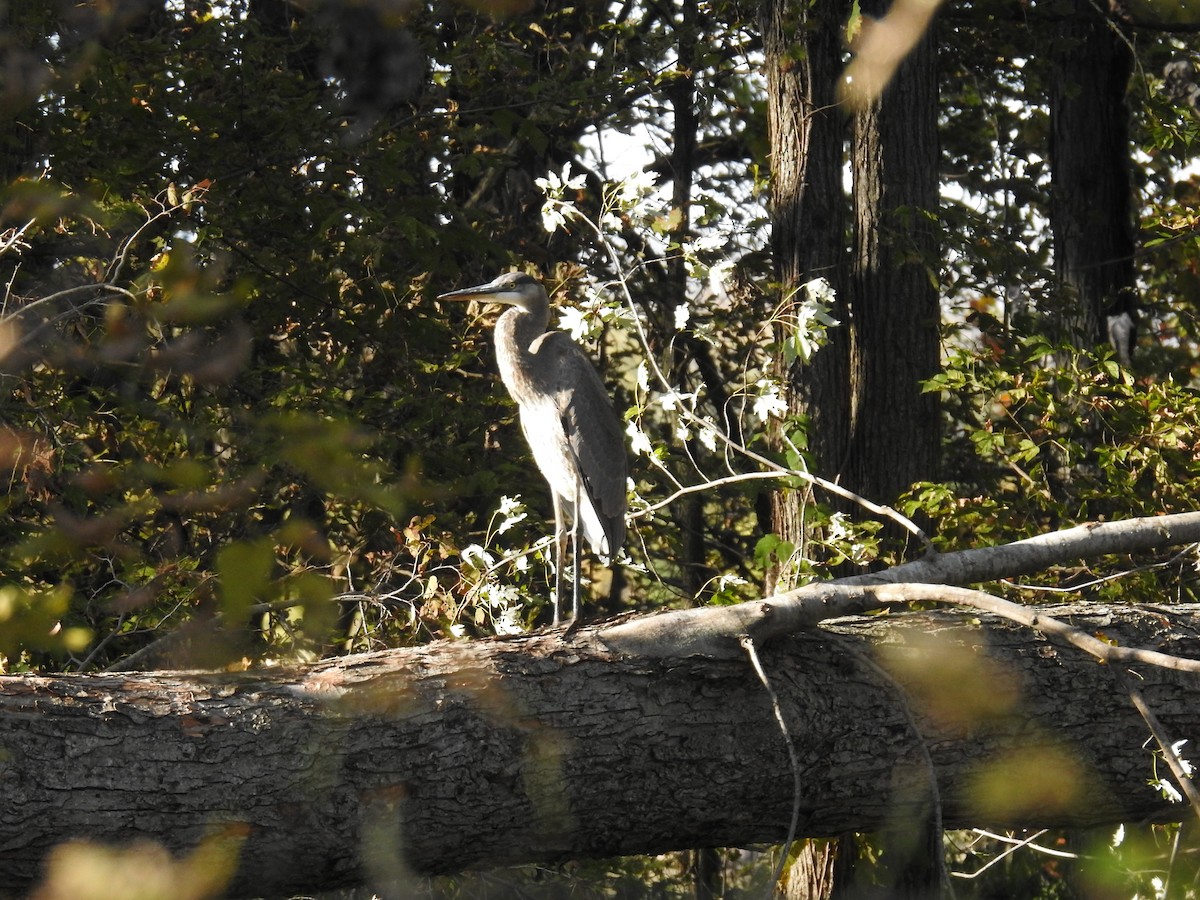 Great Blue Heron - ML183559431