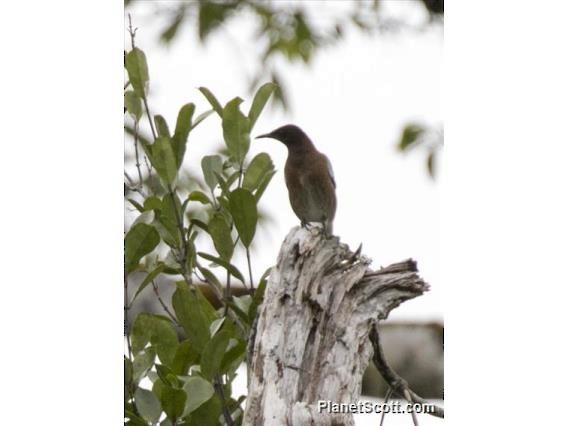 Madagascar Starling - ML183561781