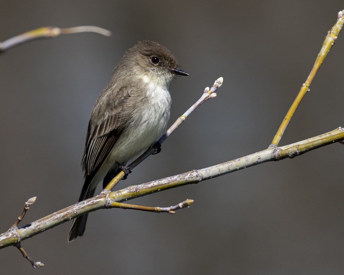 Eastern Phoebe - ML183562901