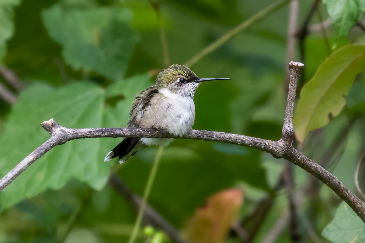 Colibri à gorge rubis - ML183563141