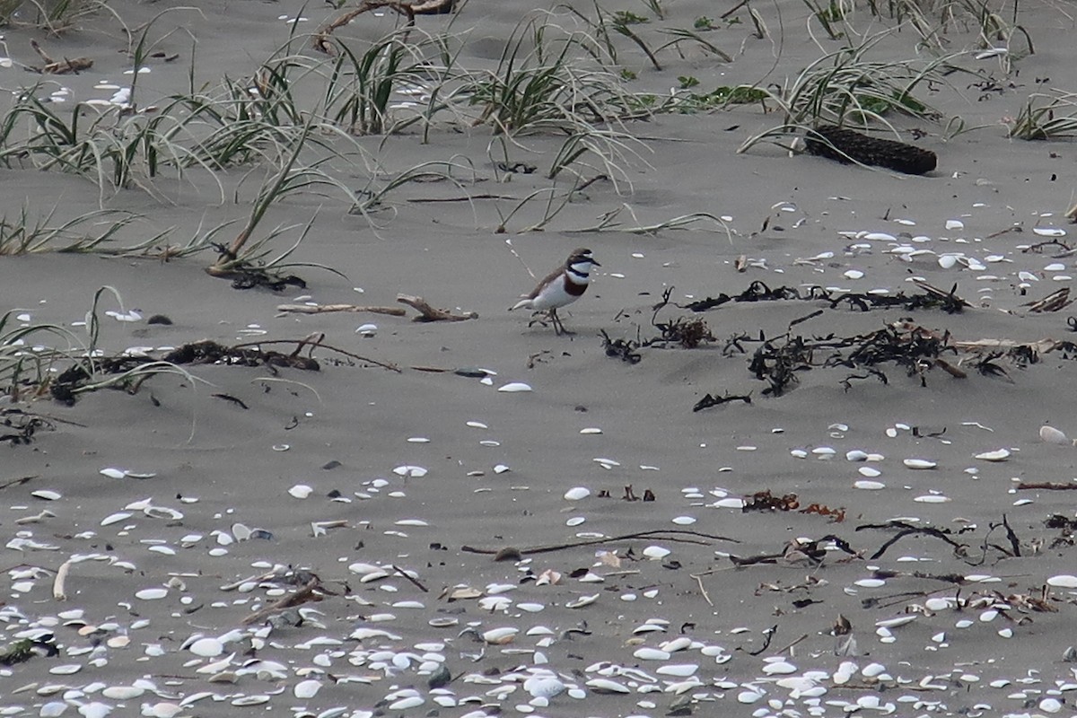 Double-banded Plover - ML183567181