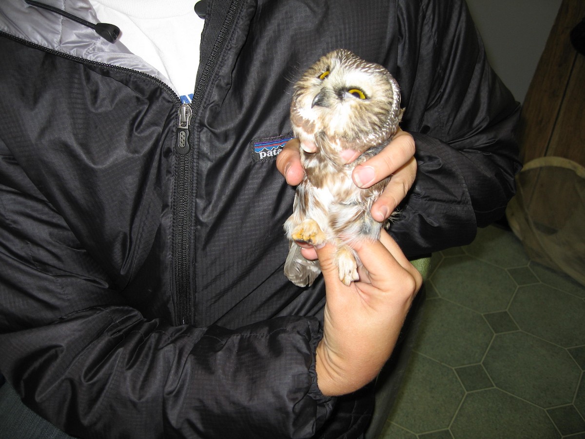 Northern Saw-whet Owl - ML183567191