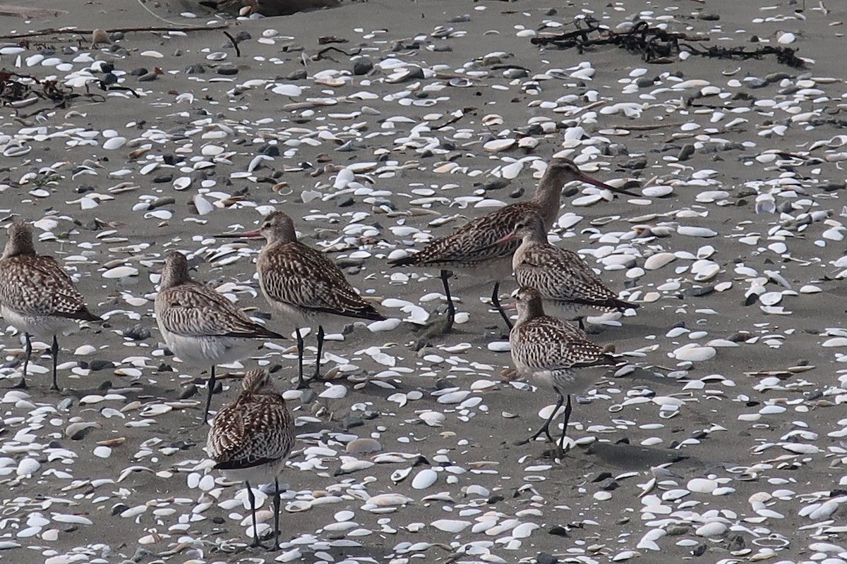 Bar-tailed Godwit - ML183567311