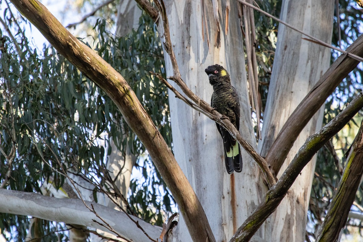 Cacatúa Fúnebre Coliamarilla - ML183570621