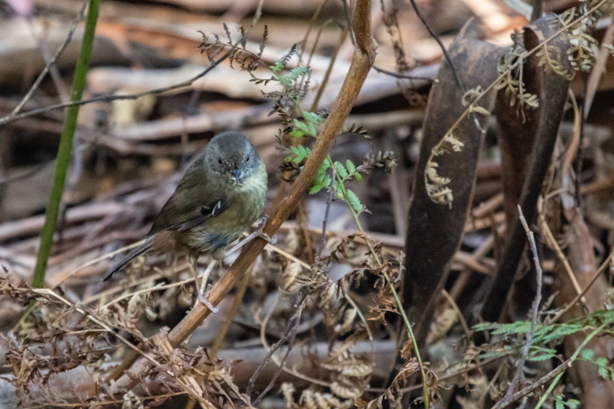 Tasmanian Scrubwren - ML183570661