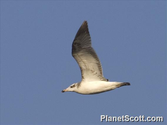 Pallas's Gull - ML183571961