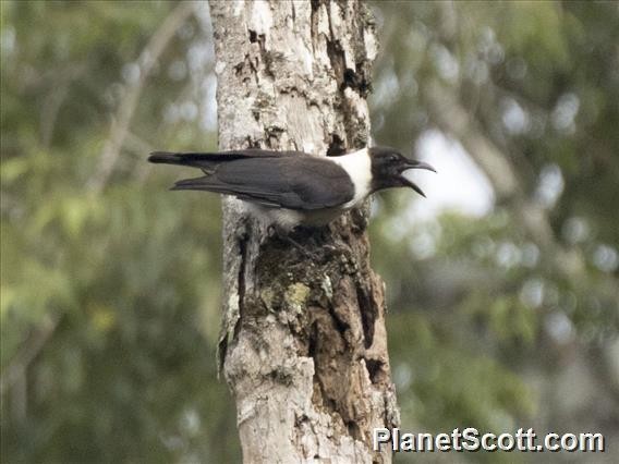 Piping Crow - ML183573641