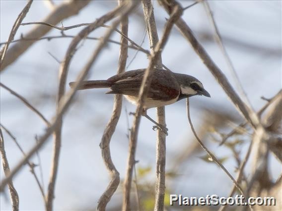 Red-tailed Vanga - ML183577081