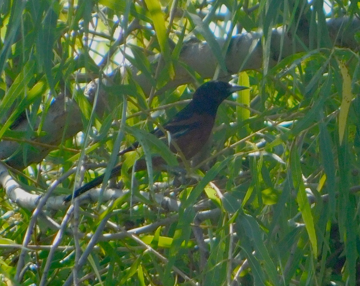 Orchard Oriole - ML183577771