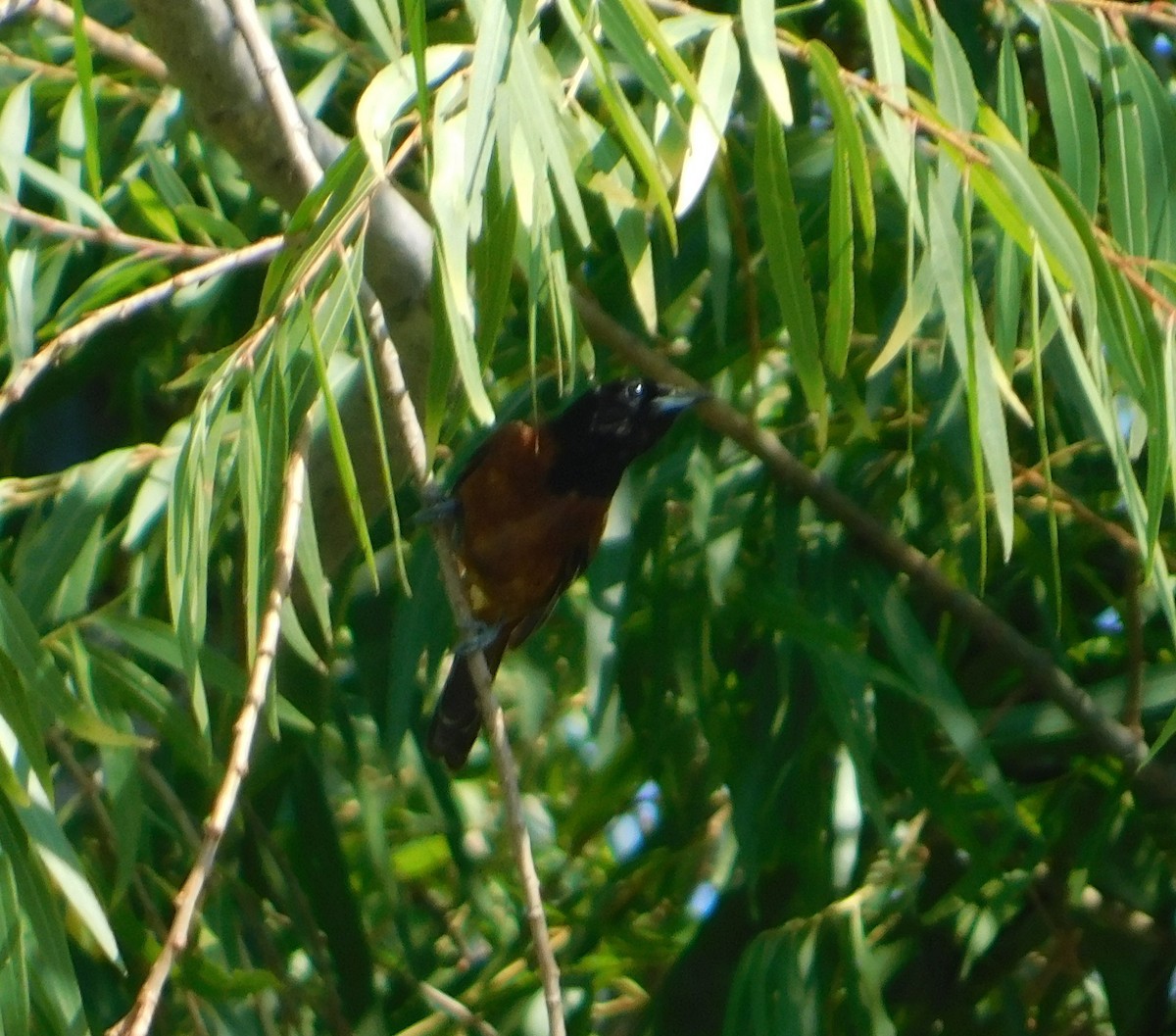 Orchard Oriole - ML183577791