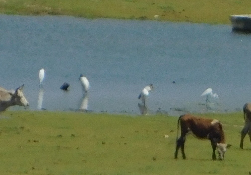 Wood Stork - ML183577931