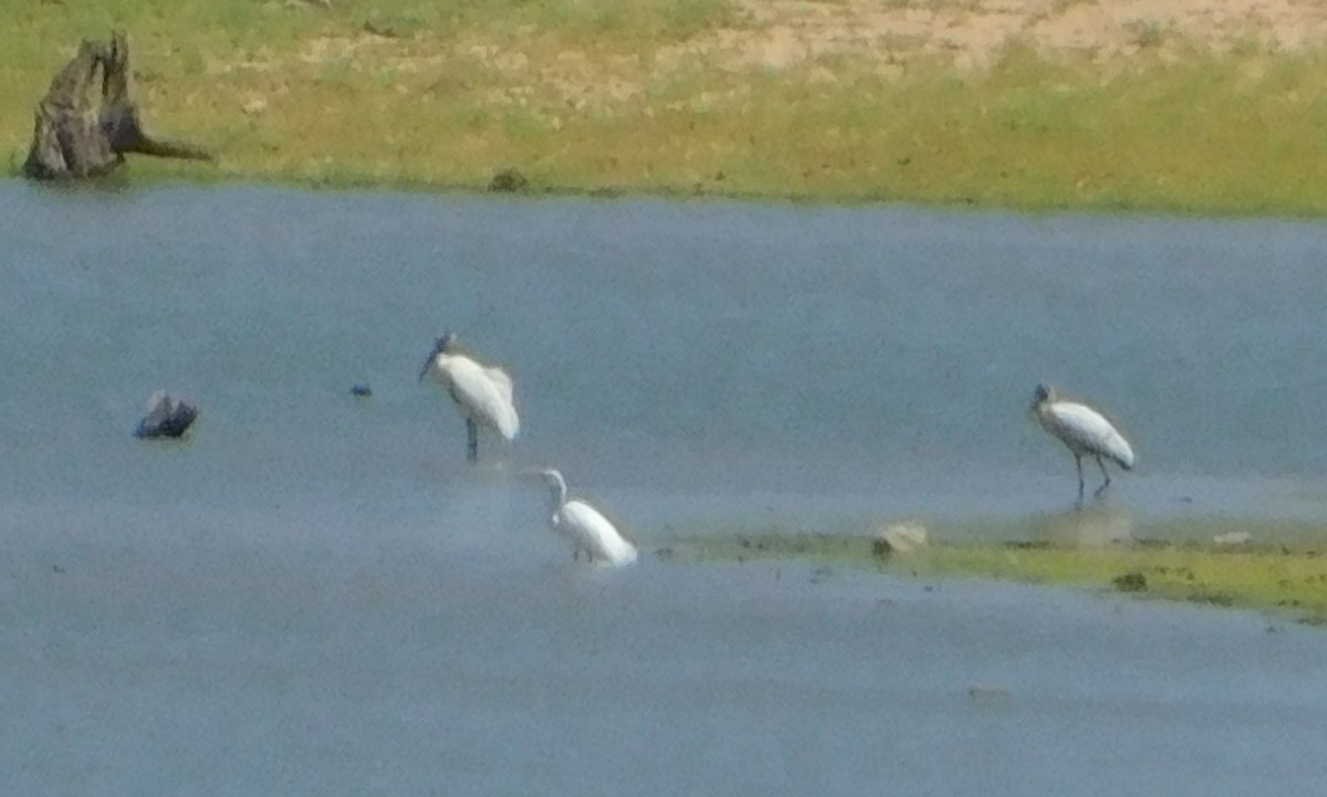 Wood Stork - ML183577941