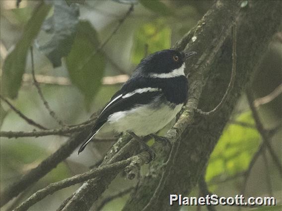 Rwenzori Batis - Scott Bowers