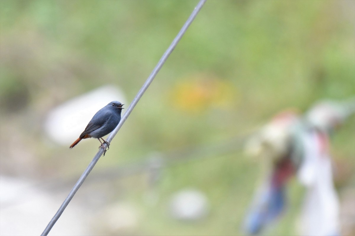 Plumbeous Redstart - ML183579931