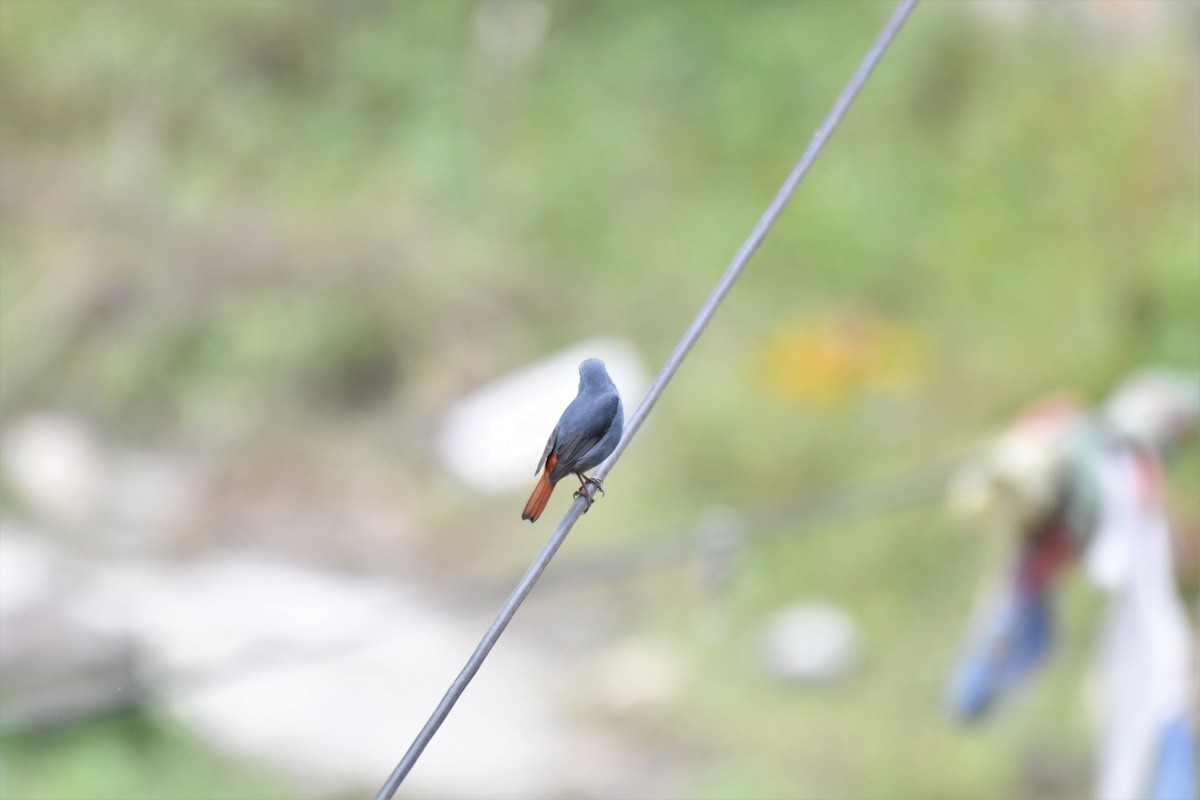 Plumbeous Redstart - ML183579941